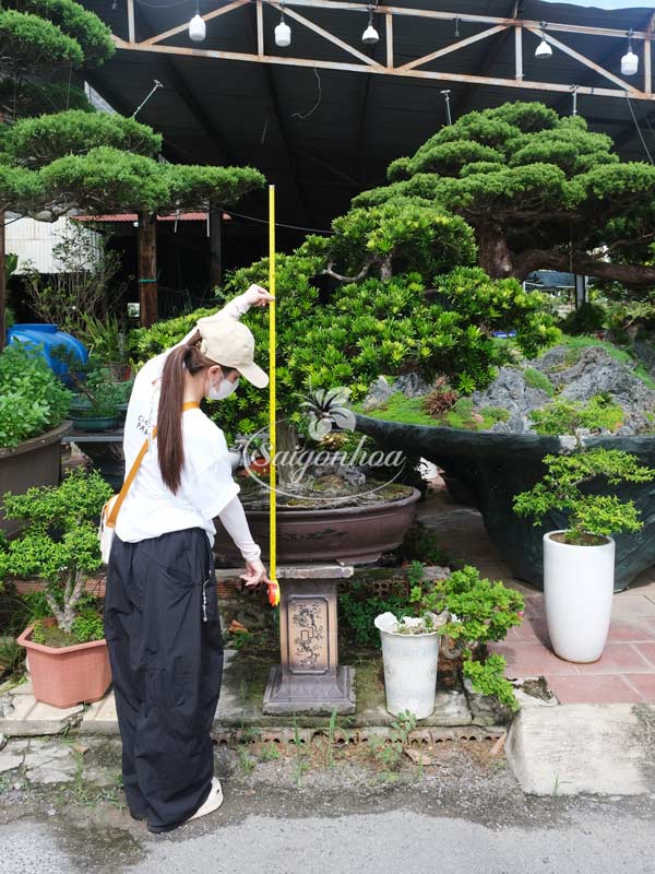kich-thuoc-cay-bonsai-sai-so-23