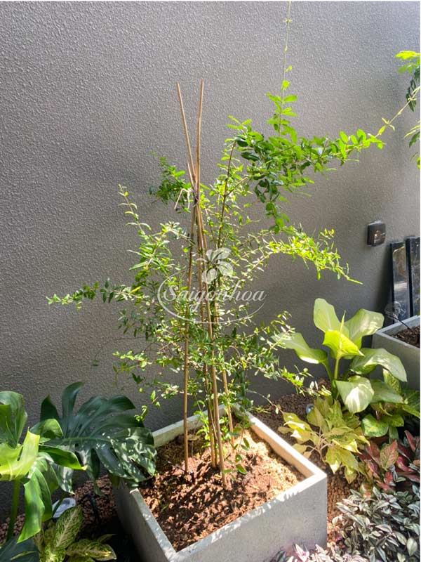 luu-do-trong-chau
