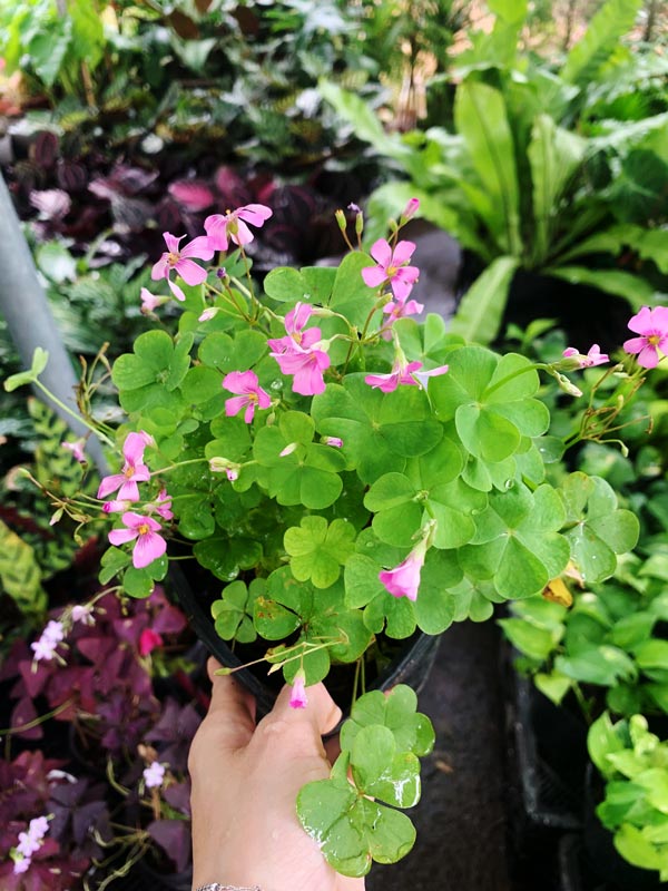 Cây Me Chua Đất