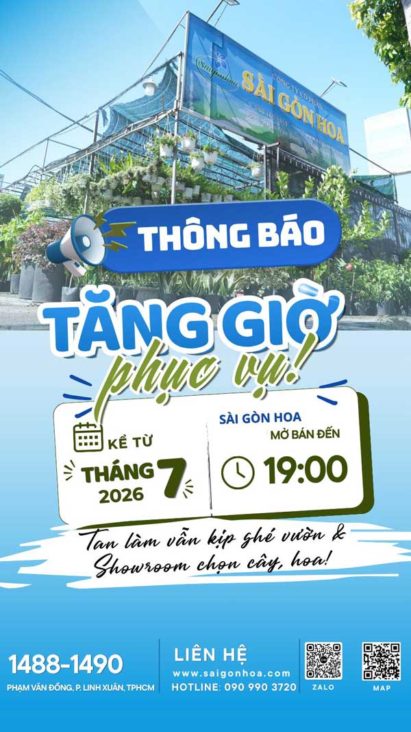 saigonhoa-tang-gio-phuc-vu-1