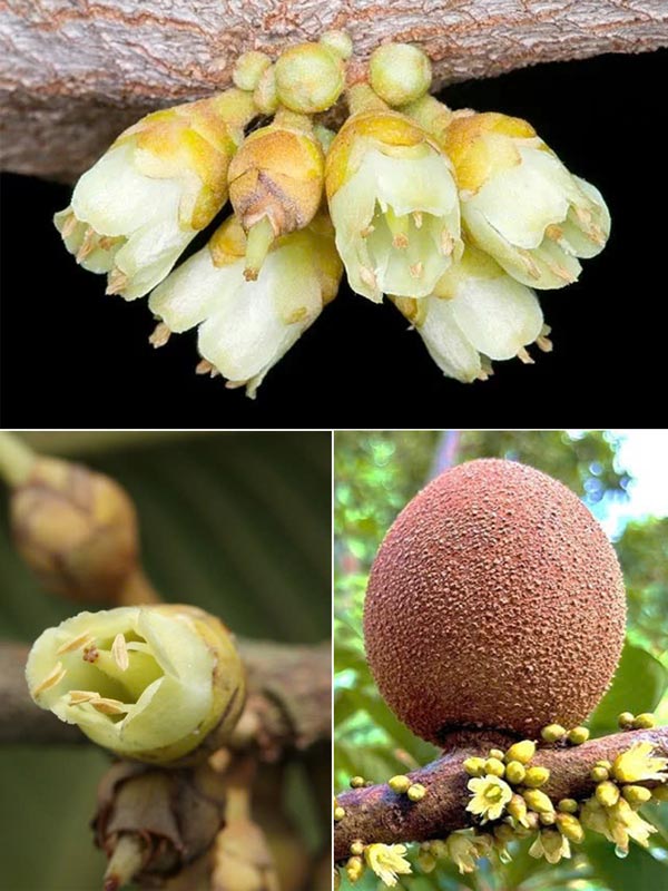 sapo-khong-lo-5