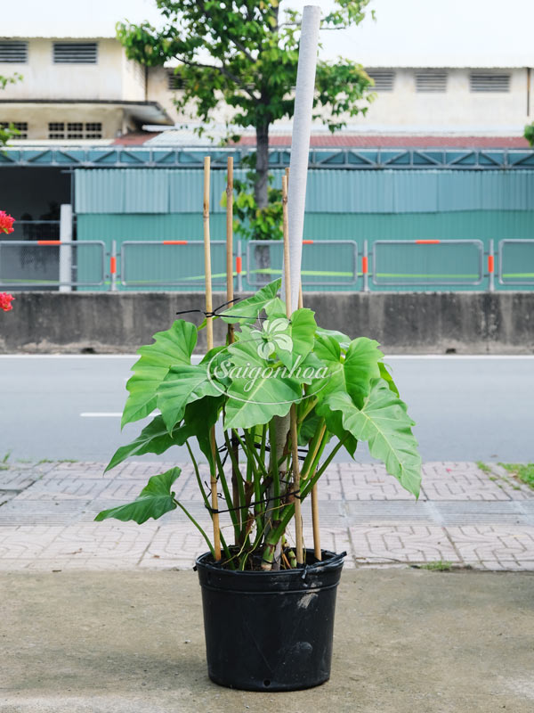 Cây Subin Leo Trụ