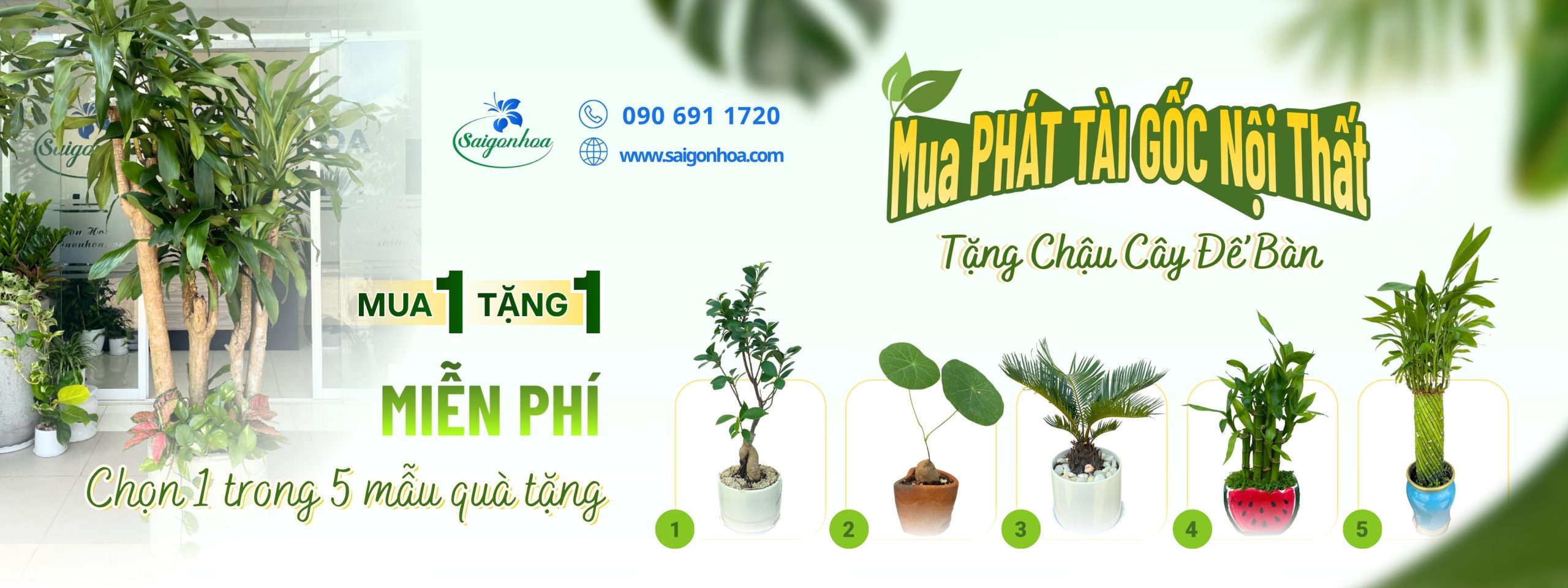 Mua Phát tài gốc nội thất - Tặng chậu cây để bàn