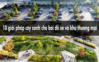 Giải pháp cây xanh cho bãi đỗ xe và khu thương mại