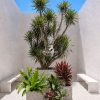 bo-cay-phat-tai-nui-big-size-decor