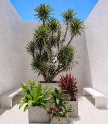 bo-cay-phat-tai-nui-big-size-decor