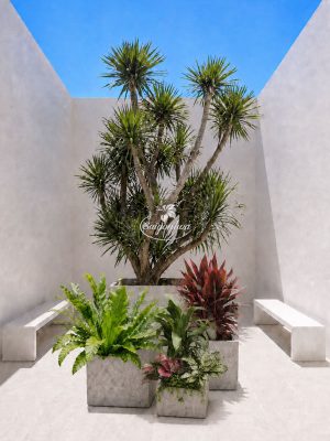 bo-cay-phat-tai-nui-big-size-decor