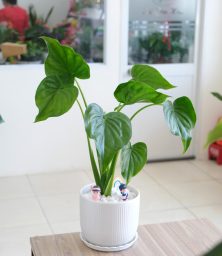 chau-cay-mon-tai-phat-de-ban