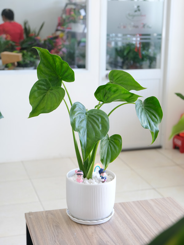 chau-cay-mon-tai-phat-de-ban