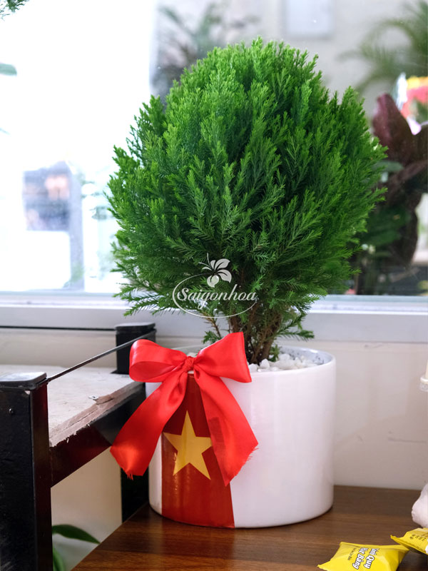 cong-dung-cay-tung-bong-lai-1