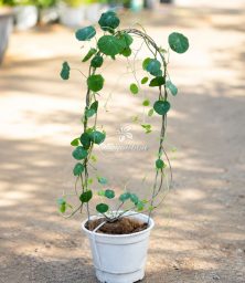 cu-binh-voi-tao-dang-1