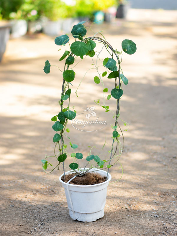 Củ Bình Vôi Tạo Dáng