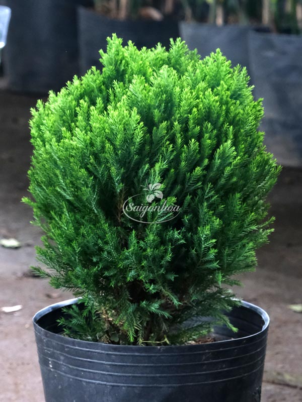 dac-diem-cay-tung-bong-lai