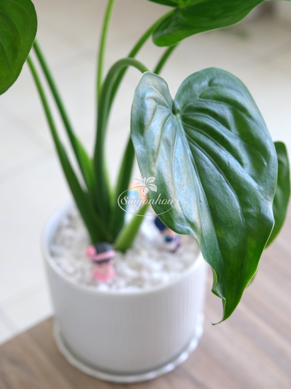 dac-diem-mon-tai-phat