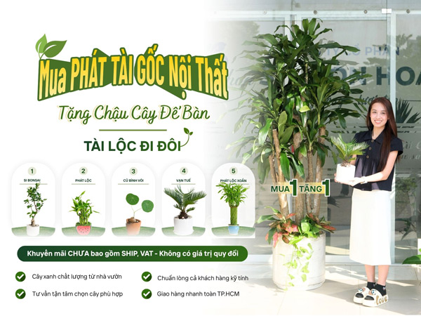 mua-phat-tai-goc-tang-chau-cay-de-ban