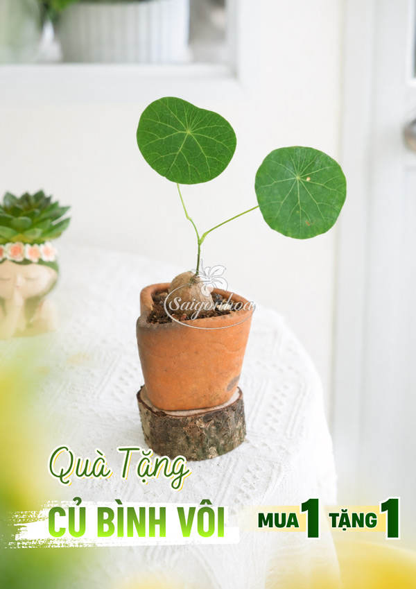 qua-tang-cu-binh-voi