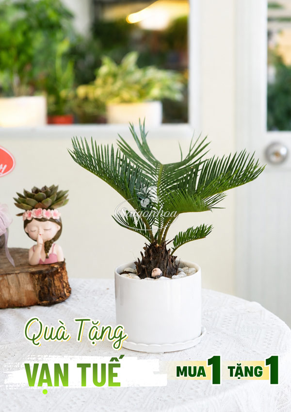 qua-tang-van-tue
