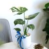 trau-ba-la-xe-cam-thach-de-ban
