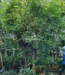 Sanh-Hoanh-85