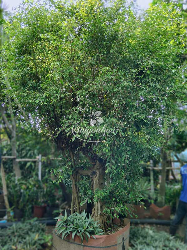 Cây Sanh Hoành 85