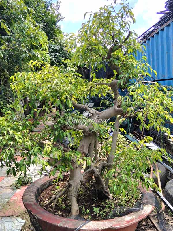 Sanh-bonsai-1