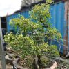 Sanh-bonsai