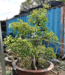 Sanh-bonsai