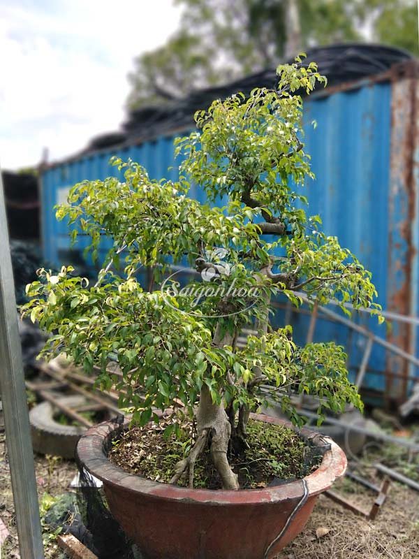 Cây Sanh Bonsai