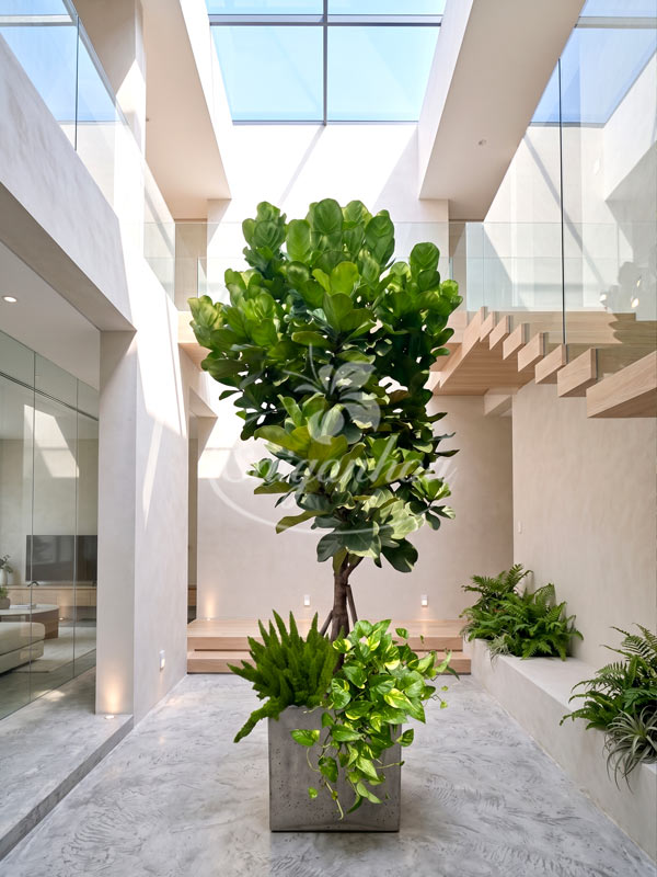 Bộ Cây Big Size Cho Giếng Trời