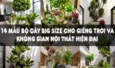 Bộ Cây Big Size Cho Giếng Trời