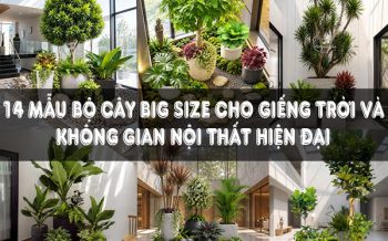 Bộ Cây Big Size Cho Giếng Trời