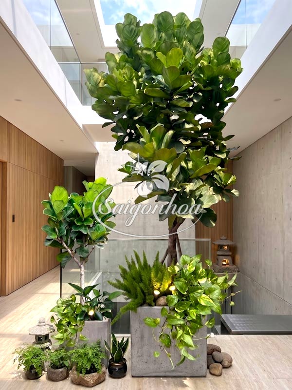 Bộ Cây Big Size Cho Giếng Trời