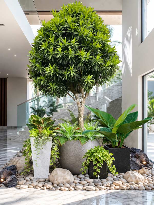 Bộ Cây Trúc Bách Hợp Big Size Decor Giếng Trời
