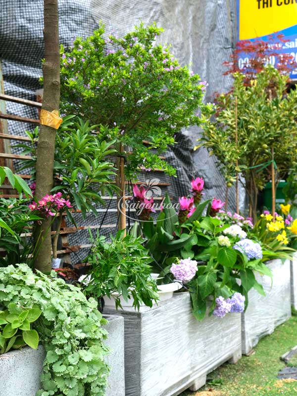 bon-cay-linh-sam-cho-goc-patio-2