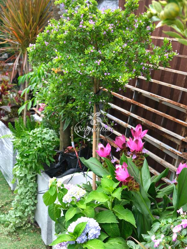 bon-cay-linh-sam-cho-goc-patio-3