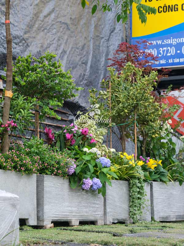 bon-cay-linh-sam-cho-goc-patio-5