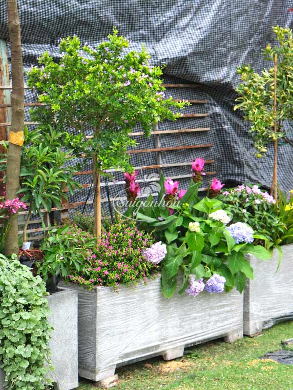 bon-cay-linh-sam-cho-goc-patio-6