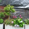 bon-cay-linh-sam-cho-goc-patio-7