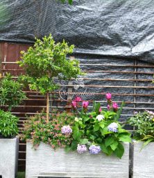 bon-cay-linh-sam-cho-goc-patio-7