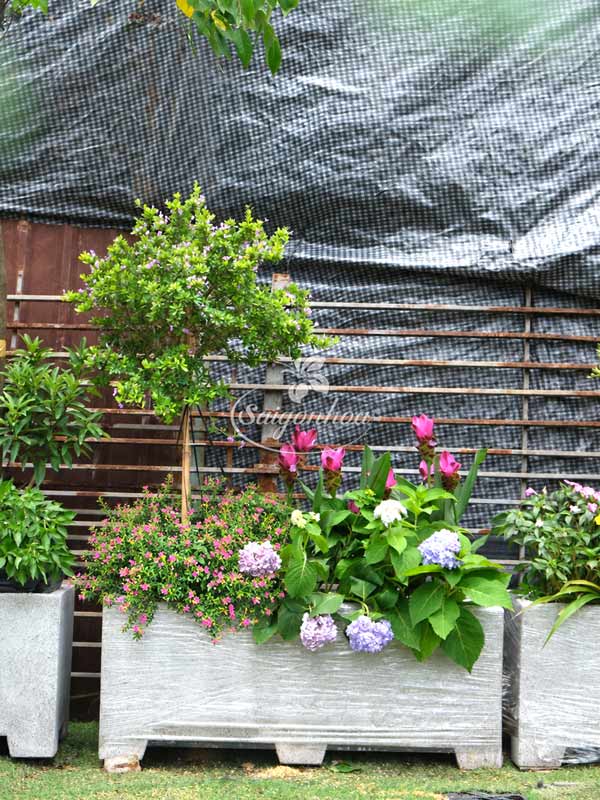 bon-cay-linh-sam-cho-goc-patio-7