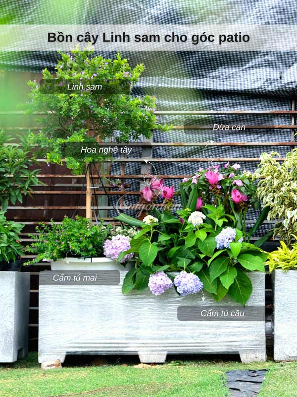 bon-cay-linh-sam-cho-goc-patio-8
