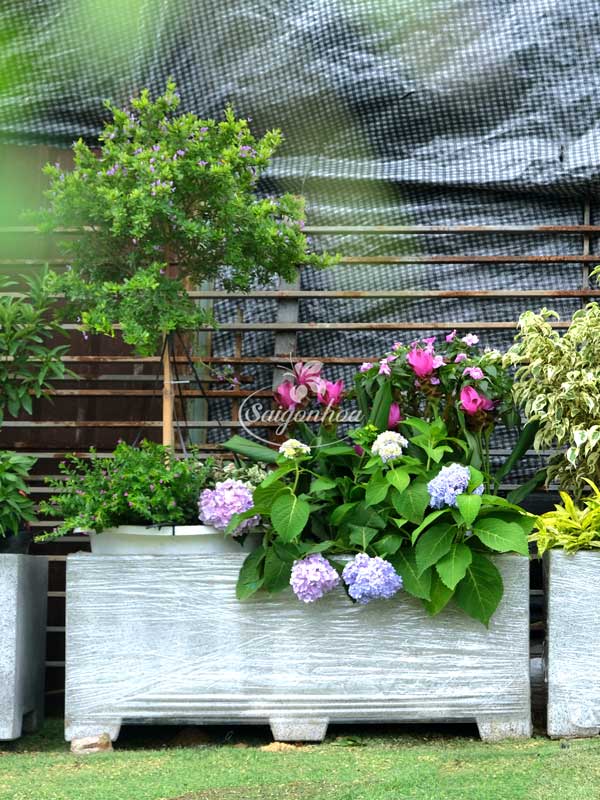 bon-cay-linh-sam-cho-goc-patio