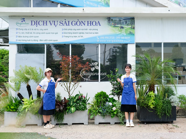 bon-cay-phong-la-do-nhiet-doi-2