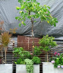 bồn cây rau trái 2