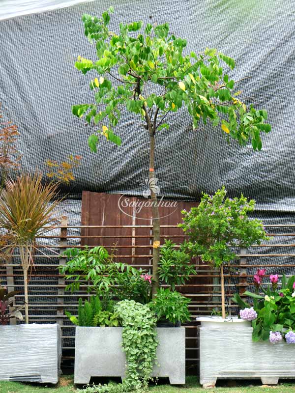 bồn cây rau trái 2