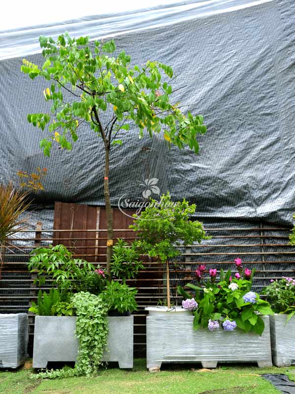 bồn cây rau trái 3
