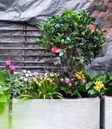 Bồn hoa Trà my cho nàng năng động