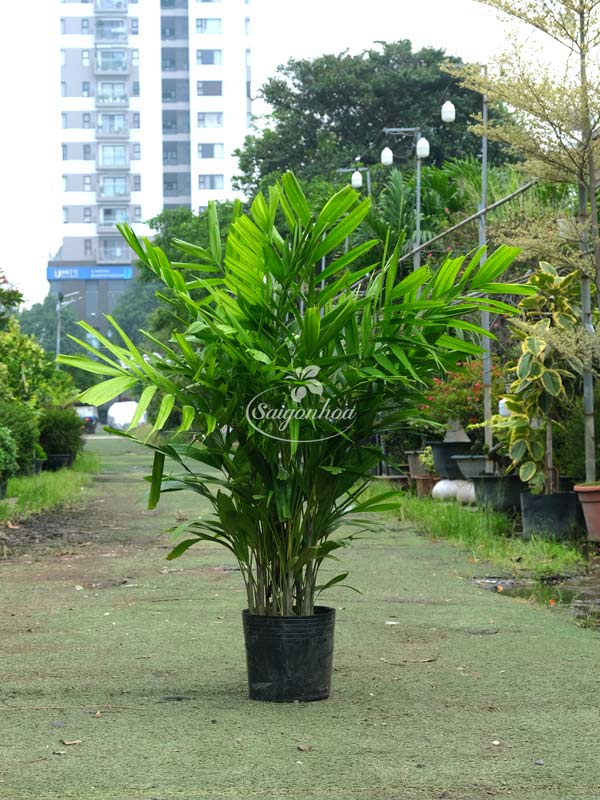 Cau Mây Bụi