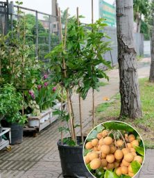 cay-nhan-long-phung-chau-2