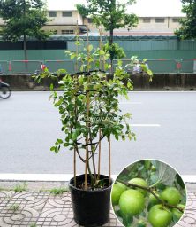 cay-tao
